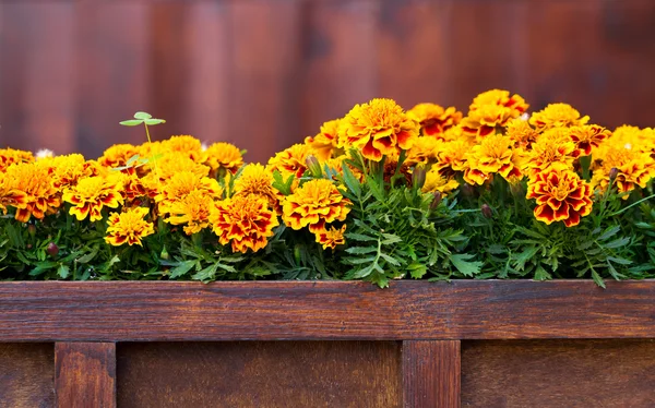 Gelb-orange Tagetes im Holztopf — Stockfoto