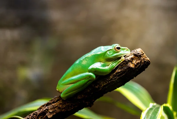Зеленая лягушка на ветке — стоковое фото