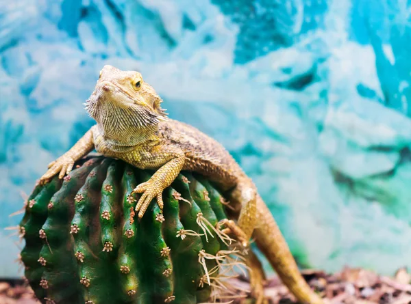 Kleurrijke Iguana op cactus — Stockfoto