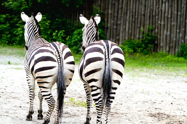 Två zebror ständiga bakåt — Stockfoto