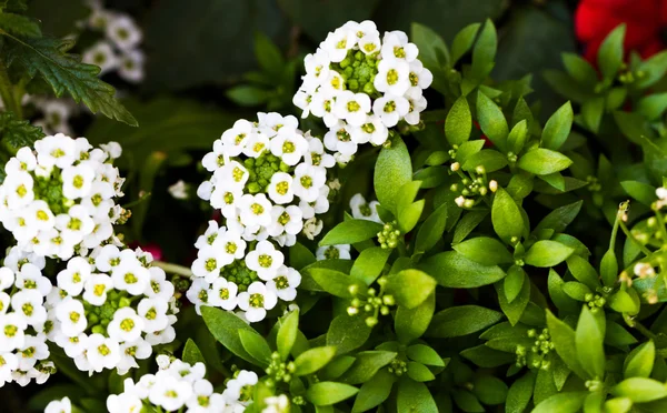 Fiori bianchi in fiore — Foto Stock