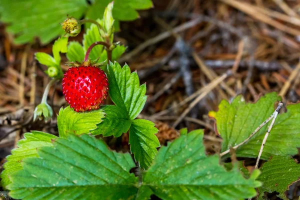 Red ripe wild strawberry Stock Picture