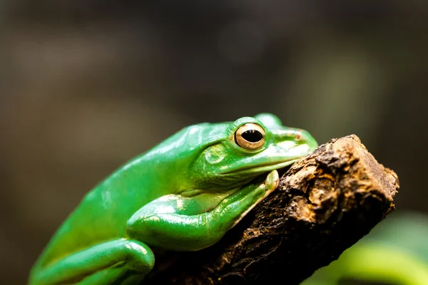 Grüner Frosch auf Ast Stockbild