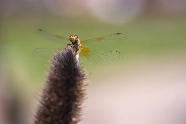 Demoiselles sont une libellule — Photo