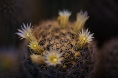 Çiçekli kaktüs çiçek iğneleri tarafından çevrili
