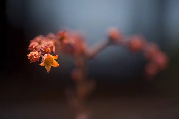 Single branches of flowers succulents — Stock Photo, Image