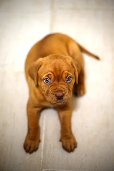 Roter Bordeaux Welpe Hund — Stockfoto