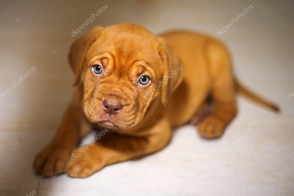 dogue de bordeaux blue eyes