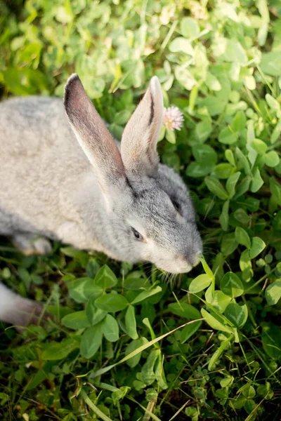 Grå Kanin Kanin Äter Gräs Påskharen — Stockfoto