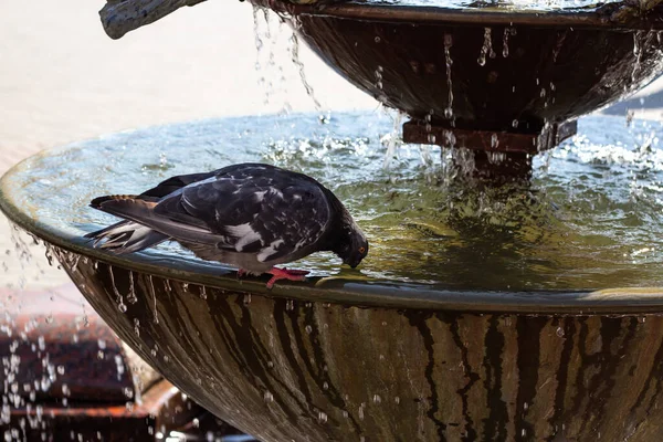 Dove Sits Fountain Drinks Water Water Pouring — Stock Photo, Image