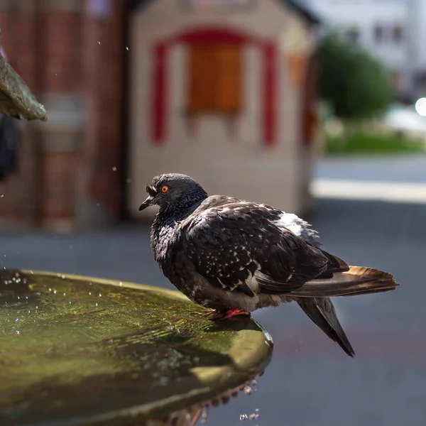 Dove Sits Fountain Water Pouring — Stock Photo, Image