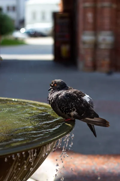 Dove Sits Fountain Water Pouring — Stock Photo, Image