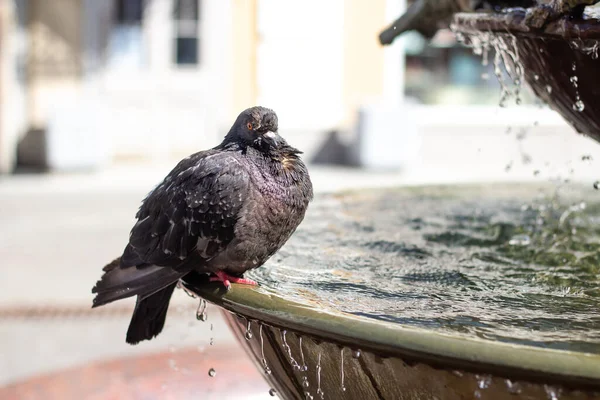 Dove Sits Fountain Water Pouring — Stock Photo, Image