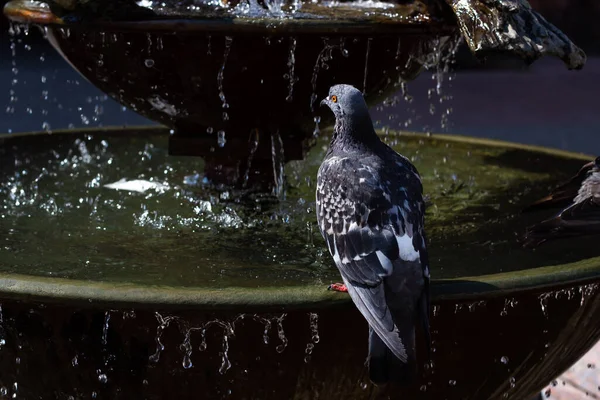 Dove Sits Fountain Water Pouring — Stock Photo, Image