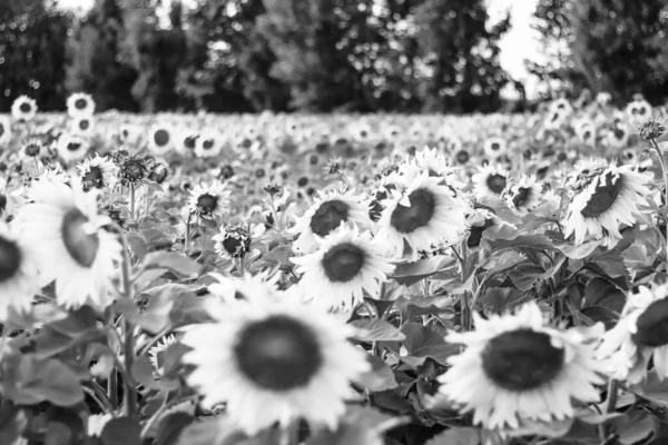 Campo Grande Con Girasoles Girasoles Amarillos Fotografía Blanco Negro — Foto de Stock