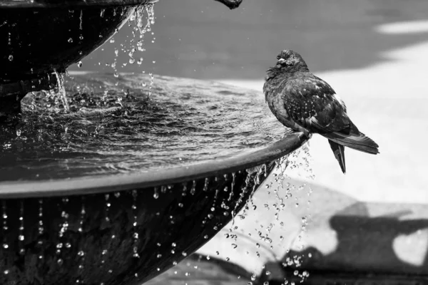 噴水に鳩が座って水を飲む 水が注いでいる 白黒写真 — ストック写真