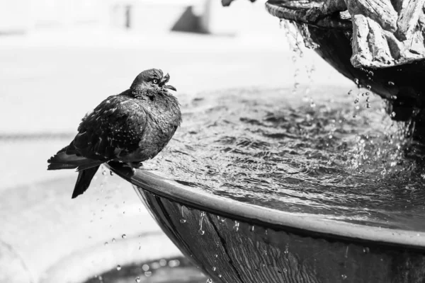 噴水に鳩が座って水を飲む 水が注いでいる 白黒写真 — ストック写真