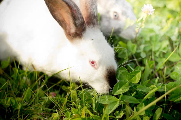 Два Кролики Сірий Білий Кролики Їдять Траву Закрити План — стокове фото