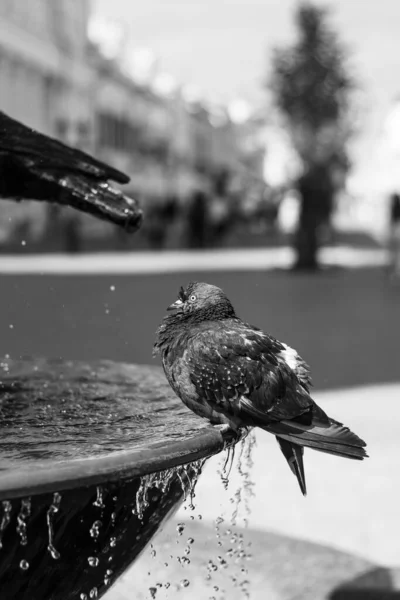 Dove Sits Fountain Drinks Water Water Pouring Black White Photography — Stock Photo, Image