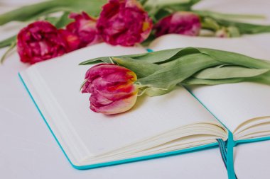 Beyaz arka planda laleleri olan mavi bir defter açtım. Eğitim kavramı.