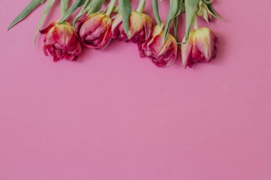 Pembe arka planda, kopyalanmış pembe laleler. Bahar konsepti Aşk, Anneler Günü, Sevgililer Günü, Kadınlar Günü, Doğum günü.