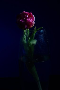 Mavi arka planda su damlaları olan pembe laleler. Bahar. Planı kapat