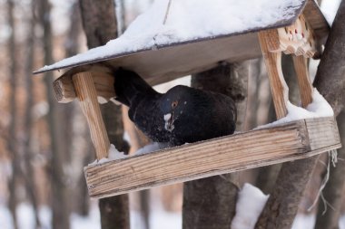 Kış ormanındaki bir ağaçta bir güvercin besleyicinin üzerinde oturuyor. Besleme ile kuş besleyici