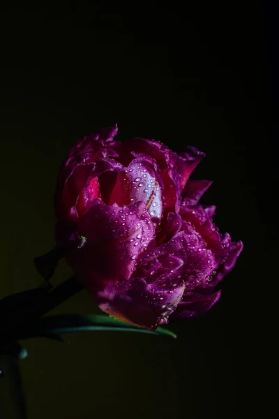 Tulipanes Rosados Con Gotas Agua Sobre Fondo Amarillo Primavera Cerrar — Foto de Stock