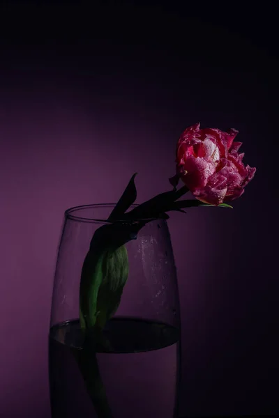 Różowe Tulipany Kroplami Wody Różowym Tle Wiosną Bliski Plan — Zdjęcie stockowe