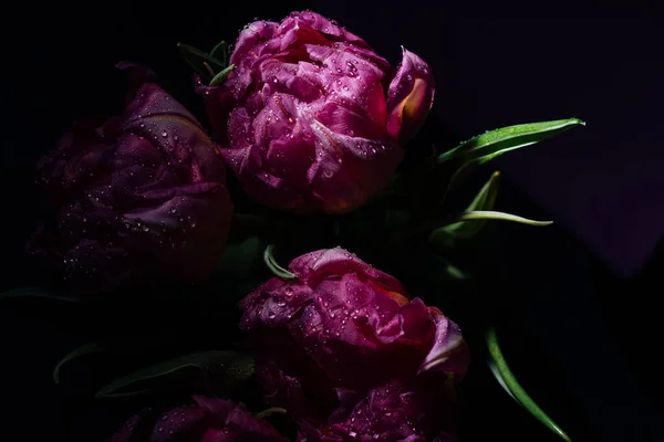 Tulipani Rosa Con Gocce Acqua Fondo Rosa Primavera Piano Chiusura — Foto Stock