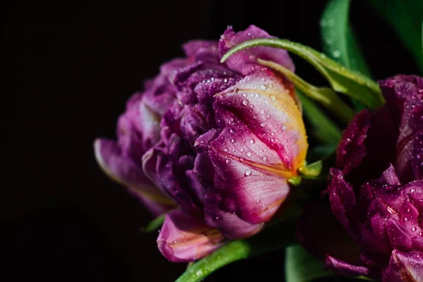 Tulipani Rosa Con Gocce Acqua Fondo Nero Primavera Piano Chiusura — Foto Stock