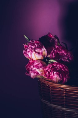 Hasır bir sepette pembe arka planda su damlaları olan pembe laleler. Bahar. Planı kapat