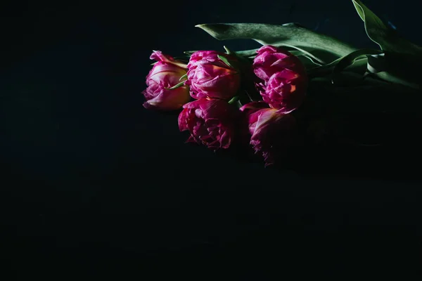Różowe Tulipany Czarnym Tle Zbliżenie Twarde Światło Różowe Kwiaty — Zdjęcie stockowe