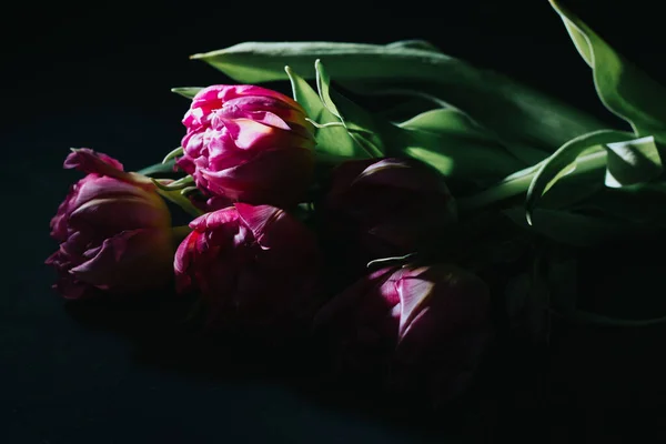 Różowe Tulipany Czarnym Tle Zbliżenie Twarde Światło Różowe Kwiaty — Zdjęcie stockowe