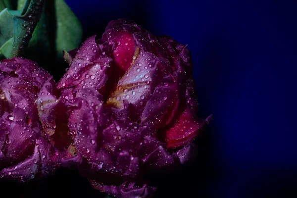 Różowe Tulipany Kroplami Wody Niebieskim Tle Wiosną Bliski Plan — Zdjęcie stockowe