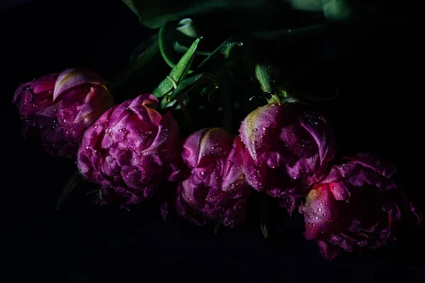 Tulipani Rosa Con Gocce Acqua Fondo Nero Primavera Piano Chiusura — Foto Stock