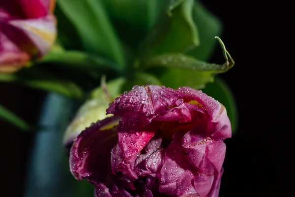 Tulipani Rosa Con Gocce Acqua Fondo Nero Primavera Piano Chiusura — Foto Stock