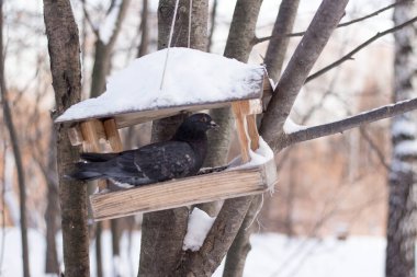 Kış ormanındaki bir ağaçta bir güvercin besleyicinin üzerinde oturuyor. Besleme ile kuş besleyici