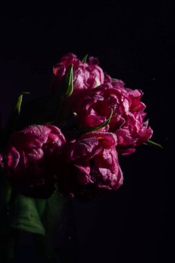 Pembe arka planda su damlaları olan pembe laleler. Bahar. Planı kapat