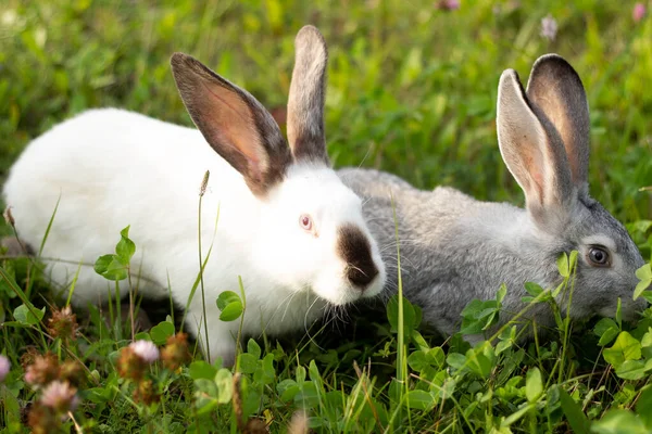 Two Rabbits Gray White Rabbits Eat Grass — Stock Photo, Image