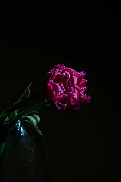 Tulipani Rosa Con Gocce Acqua Fondo Blu Primavera Piano Chiusura — Foto Stock