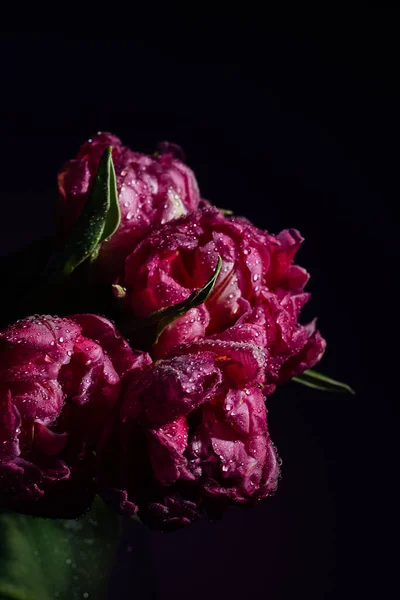 Różowe Tulipany Kroplami Wody Różowym Tle Wiosną Bliski Plan — Zdjęcie stockowe