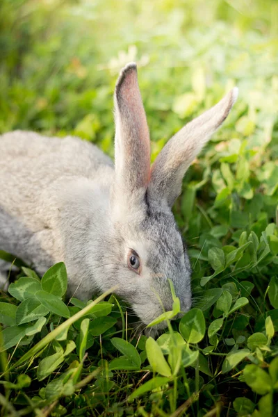 Сірий Кролик Кролик Їсть Траву Великодній Зайчик — стокове фото