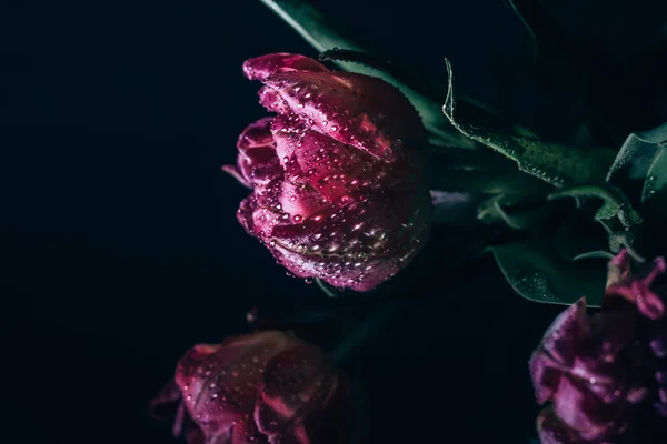 Tulipani Rosa Con Gocce Acqua Fondo Blu Primavera Piano Chiusura — Foto Stock