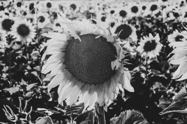 Sunflower close up against the background of a field of sunflowers. Black and white photography