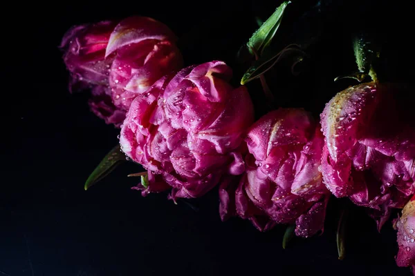 Różowe Tulipany Kroplami Wody Czarnym Tle Wiosną Bliski Plan — Zdjęcie stockowe