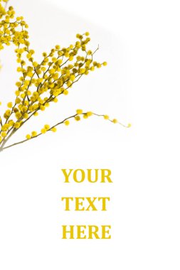 Mimosa yakın plan, kopyalama alanı, beyaz arka plan. Metnin burada.