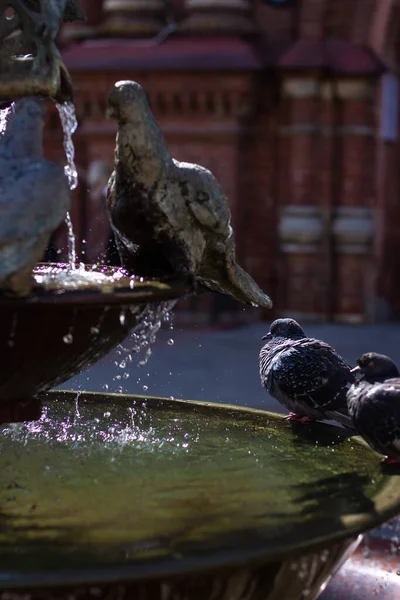 鳩は噴水の中に座っている 水が注いでいる — ストック写真