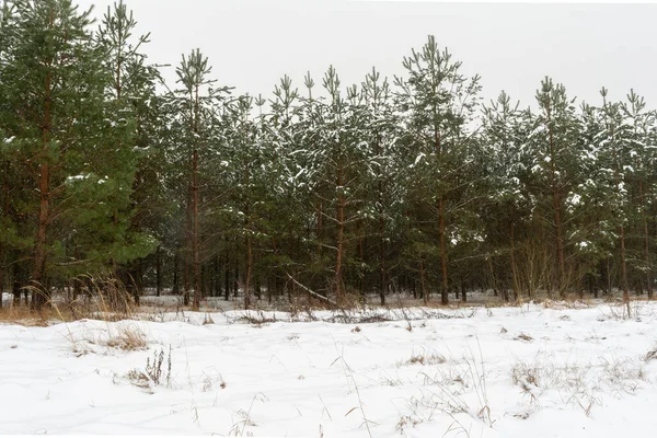 Fragment Łąki Łodygami Suchej Trawy Młodymi Świerkami Śnieg Polach Iglastych — Zdjęcie stockowe