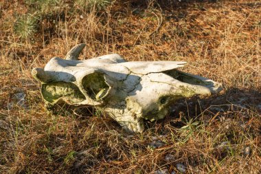 Eriyen kar sırasında bir ineğin kafatası sarı çimlerin üzerinde yatar. Güneşli bahar günü